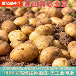 云南土豆云南昭通黄心土豆云南高山黄心洋芋老品种农家自种新鲜