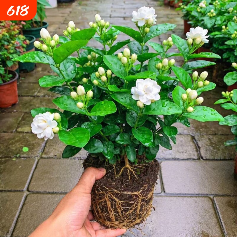 茉莉花苗盆栽带花苞水培老桩驱蚊九里香栀子花卉绿植物室内四季开