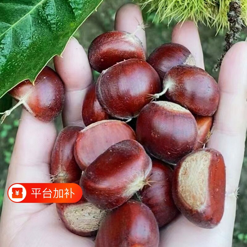 板栗生新鲜3113生栗子5斤甜糯油栗旗舰店毛栗子迁西鲜板栗带壳