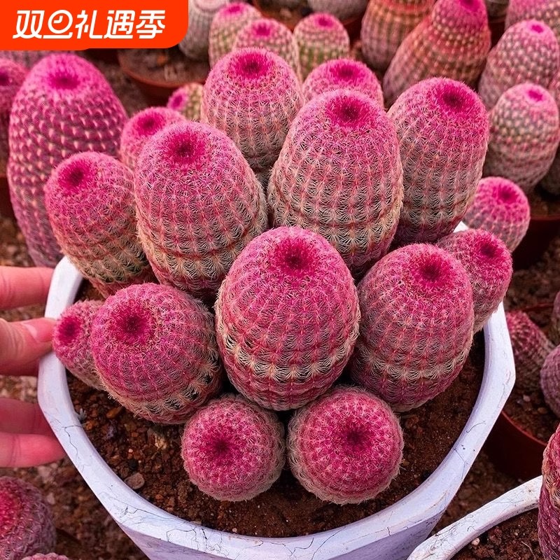 红太阳仙人球实生多肉网红植物仙人掌好养桌面室内花卉懒人盆栽