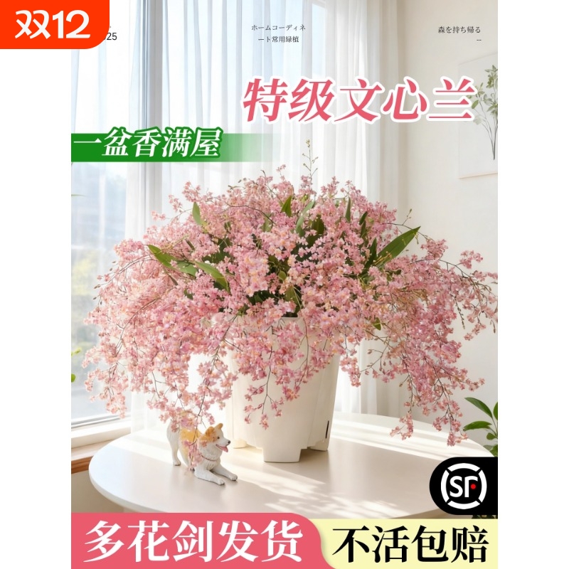 文心兰带花苞盆栽香水梦香兰花卉精品四季耐寒客厅室内阳台好养