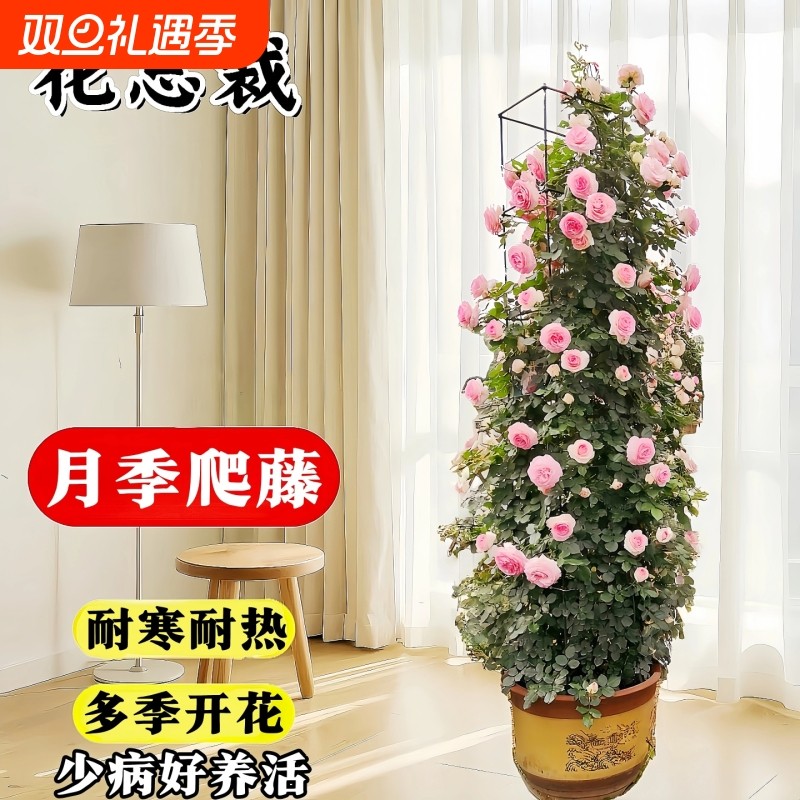 月季花苗带花苞盆栽特大花蔷薇爬藤月季植物玫瑰阳台庭院花卉好养