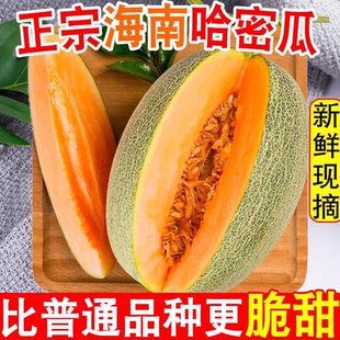 正宗海南乐东黎哈密瓜西州蜜脆甜多汁当季热带新鲜水果一整箱批发
