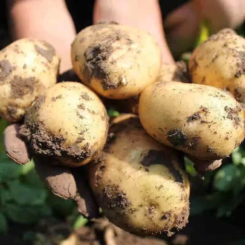 新鲜现挖恩施小土豆黄皮