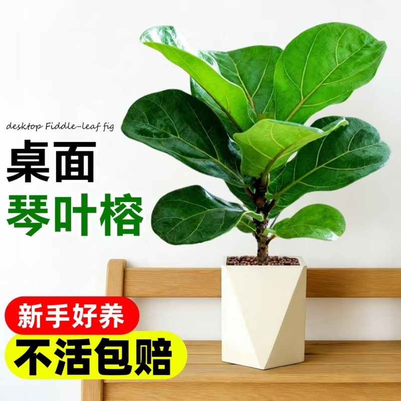 琴叶榕盆栽室内大叶植物办公室工位桌面绿植四季好养花卉小型盆景,鲜花速递/花卉仿真/绿植园艺,绿植,淘宝优惠券,粉丝福利购,淘宝优惠卷