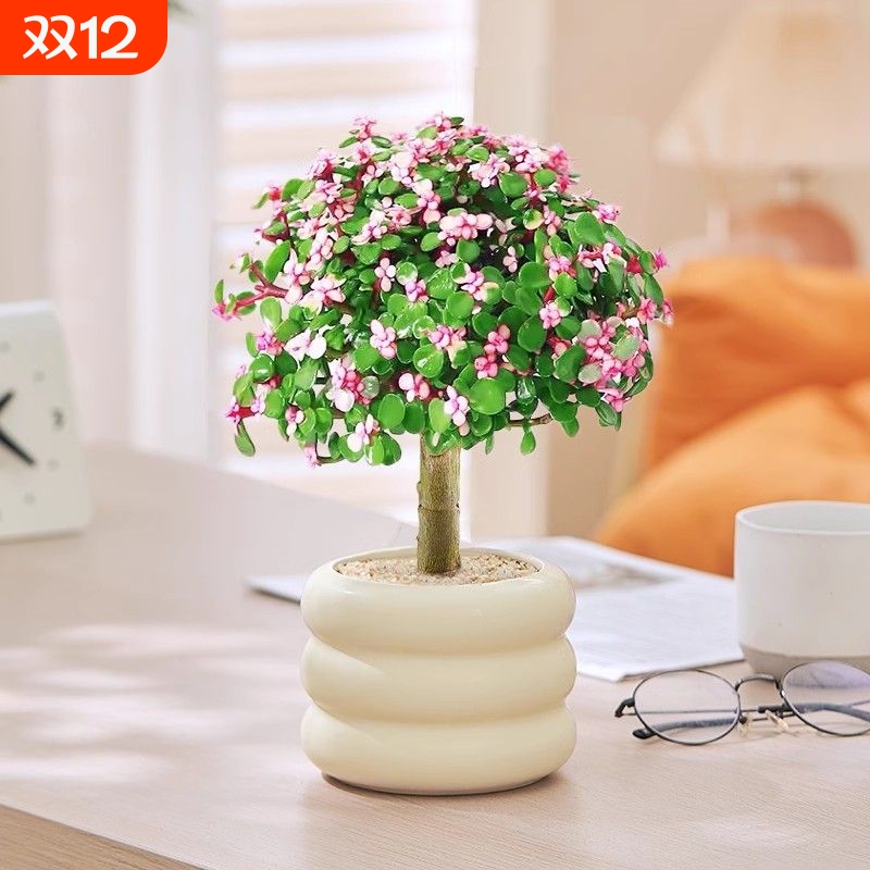 金枝玉叶多肉花植物带盆室内好养肉肉小盆栽雅乐之舞多肉老桩大颗