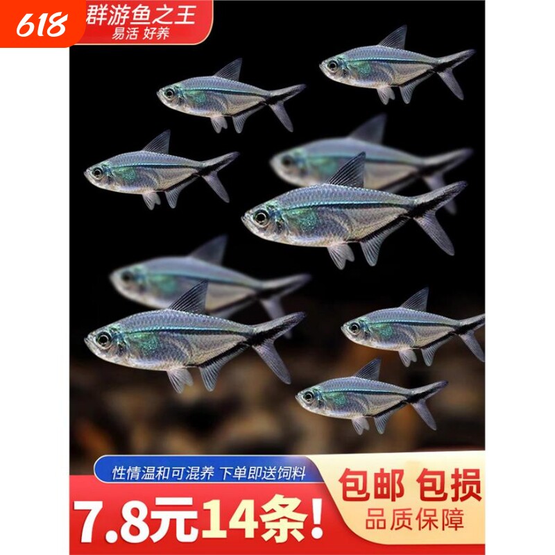 黑尾大勾黑尾旗热带鱼观赏鱼草缸群游鱼小型鱼活体鱼包活黑尾灯鱼
