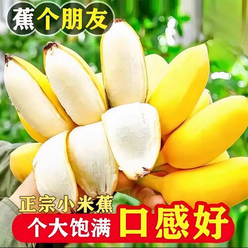 广西小米蕉芭蕉薄皮香蕉甜糯软糯香甜无添加无催熟剂自然熟各地