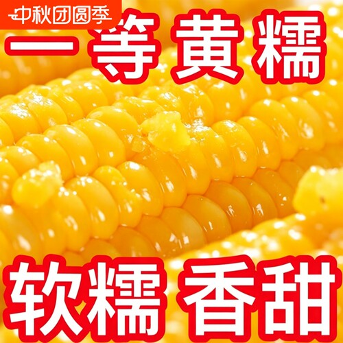 东北特产新鲜黄糯玉米软糯拉丝独立真空包装粘粘苞米非即食代餐