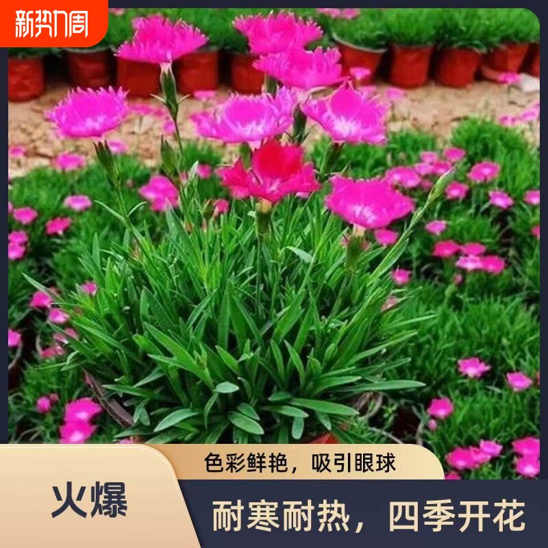 欧石竹初吻粉贝花卉盆栽花苗耐寒地被绿植庭院草坪四季开花带花苞
