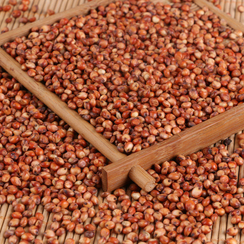 酿酒酿醋红高粱散装带皮高粱米信鸽饲料鸽粮糯高粱农家红高梁农家