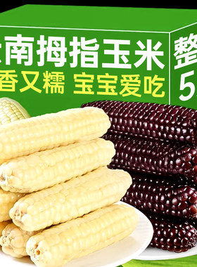 云南西双版纳香糯小玉米