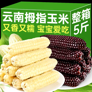 正宗云南西双版纳香糯拇指玉米婴儿宝宝吃的有机新鲜小玉米代餐