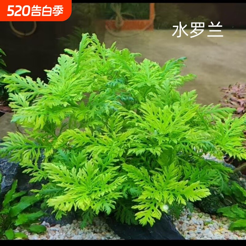 水罗兰坨草鱼缸造景专用阴性淡水增氧净水后景水草植物宝塔沉底