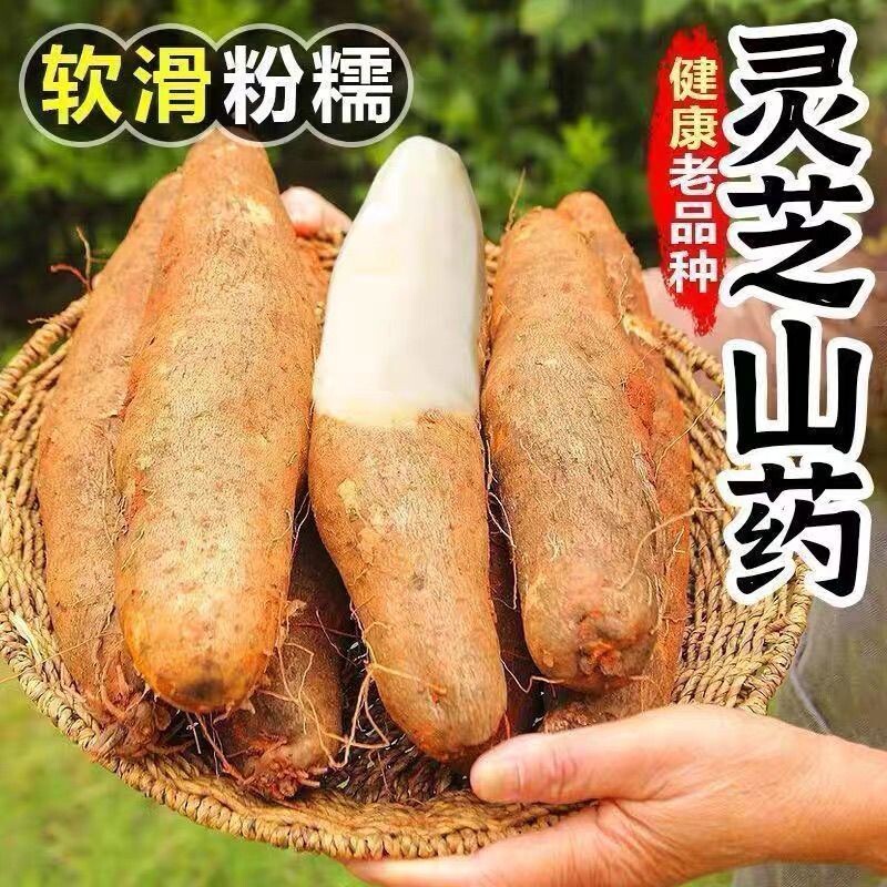 【精选】现货云南高山林芝山药一级新鲜现挖当季白心软糯香整箱 - 实物图