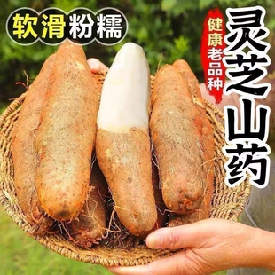 【精选】现货云南高山林芝山药一级新鲜现挖当季白心软糯香整箱