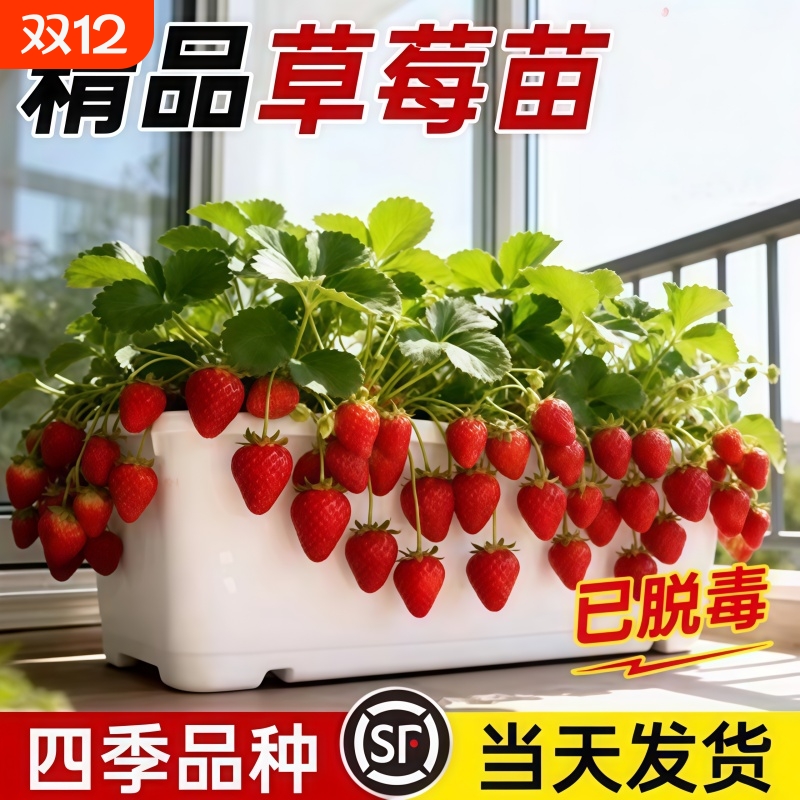 草莓苗四季结果盆栽丹东99奶油红颜草莓秧好养活真红室外可食用