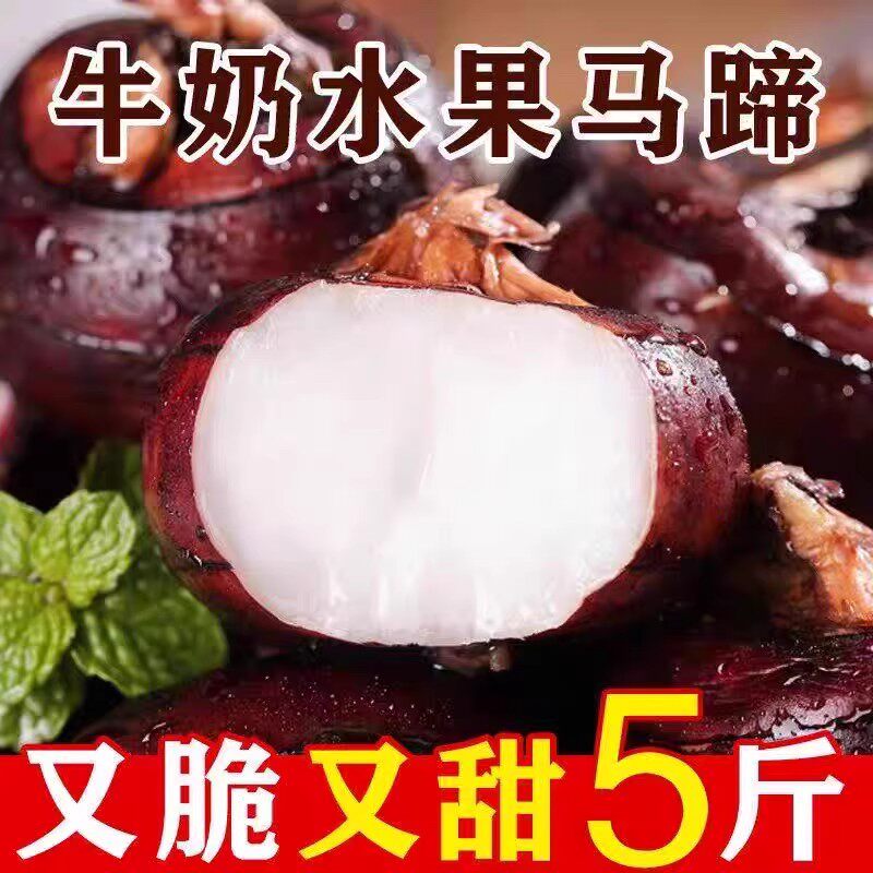 广西特产新鲜马蹄爆汁脆甜正宗荸荠鲜嫩爽口粉糯香甜大果马蹄现发