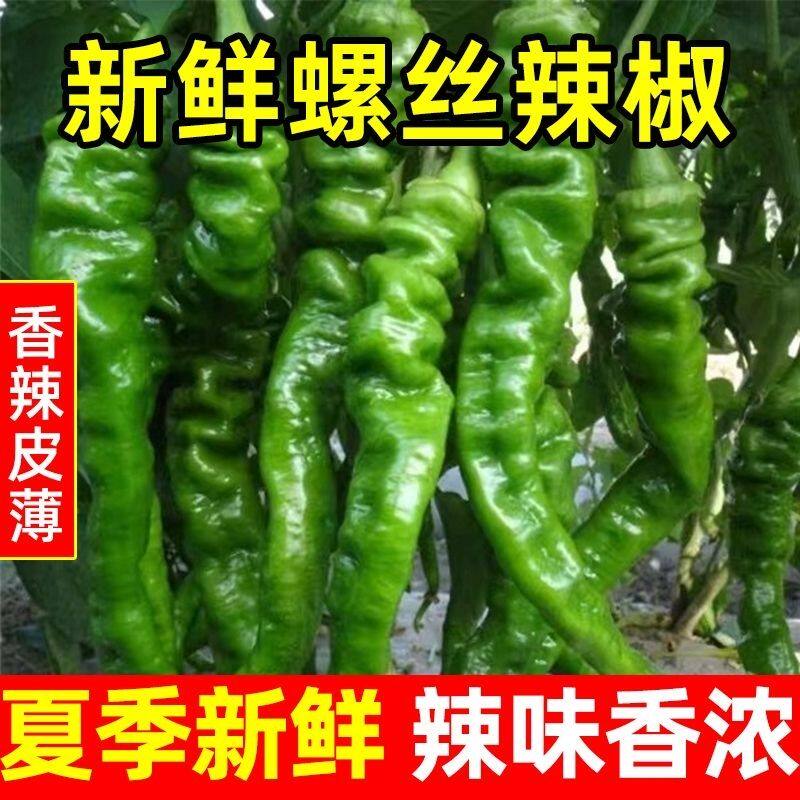 山东新鲜现摘螺丝椒香辣薄皮农家自种青尖椒青椒蔬菜批发包邮