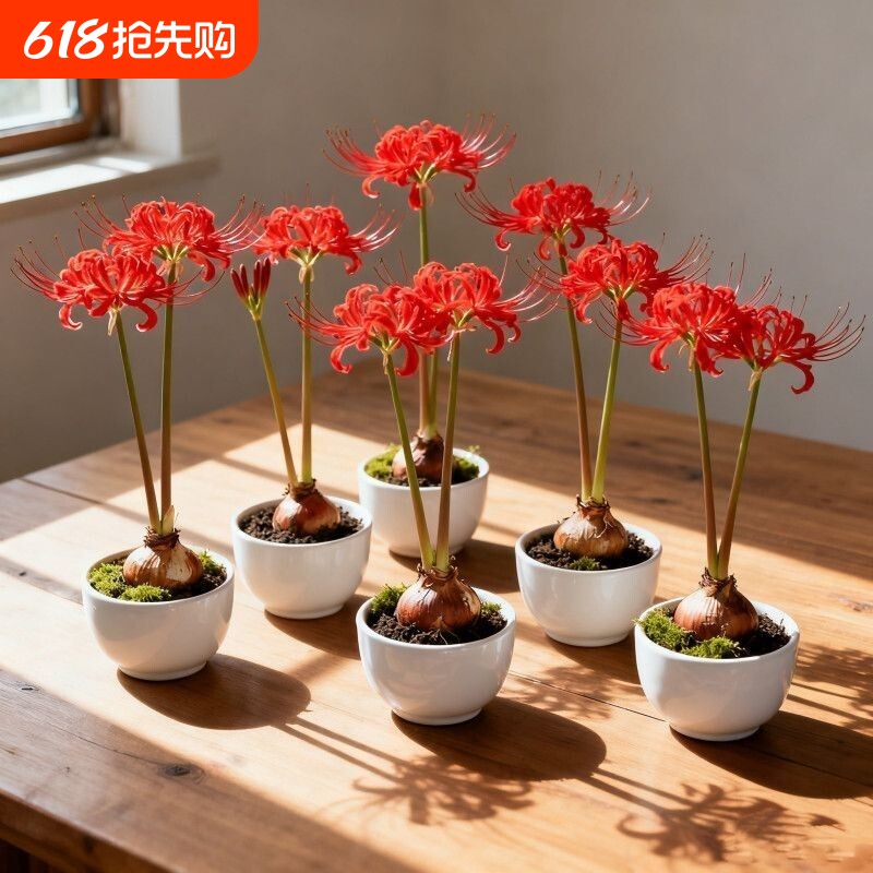 彼岸花多年生曼珠沙华四季开花石蒜阳台盆栽绿植花卉好养易户外