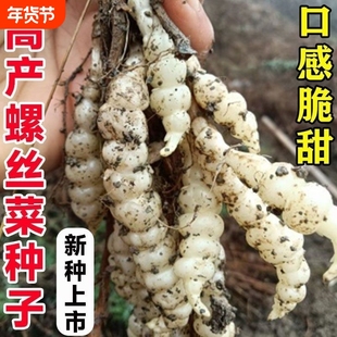 2025螺丝菜宝塔菜种子甘露牯牛葫芦溜子四季阳台盆栽蔬菜种庭院