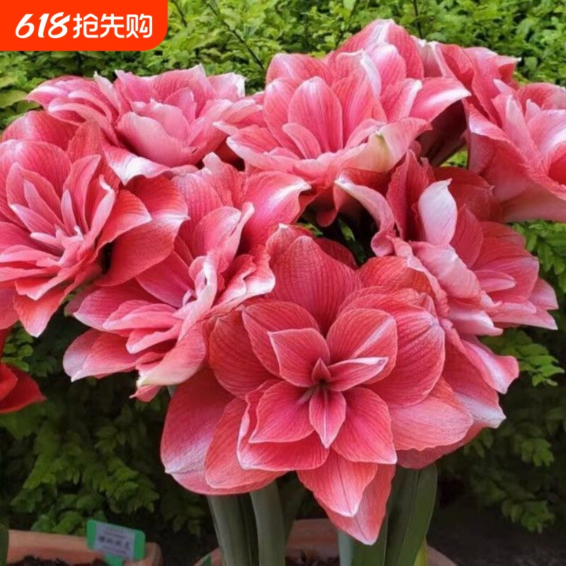 鸿运当头朱顶红盆栽年宵花美室内阳台耐寒耐热耐活多年生重瓣香水