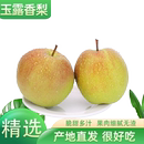 现摘批发到家 脆爽多汁果香浓郁新鲜水果当季 玉露香梨整箱 包邮