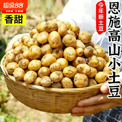 恩施小土豆包邮农家正宗