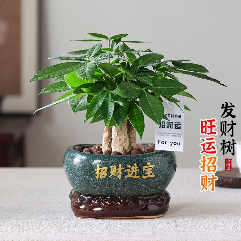 发财树室内盆栽好养开业图片