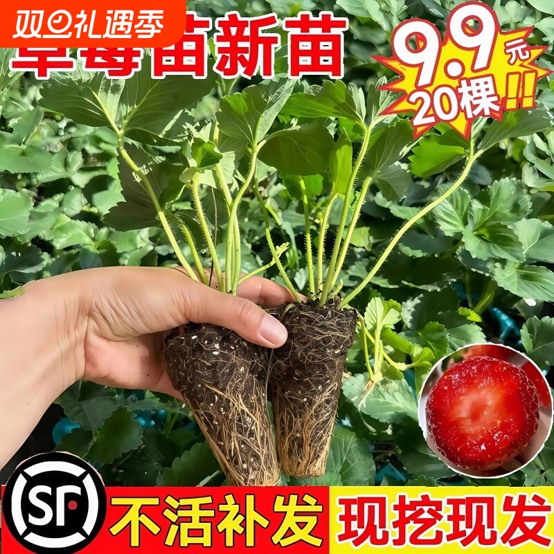 草莓苗四季结果盆栽地栽丹东99奶油红颜草莓秧真红可食用阳台原生
