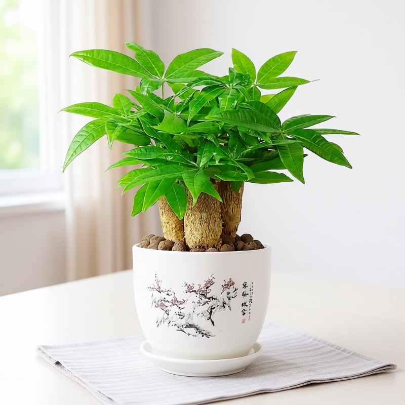 发财树盆栽室内绿植|千人加购