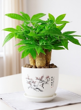 发财树盆栽室内桌面小盆景大发财树苗四季好养活招财花卉绿植客厅