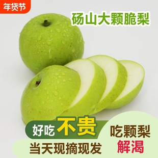 河北皇冠梨5斤梨子新鲜当季水果酥脆梨砀山白梨黄金梨整箱包邮