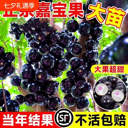 嘉宝果苗树葡萄苗果树正宗沙巴加宝果四季庭院种植盆栽葡萄树巨峰