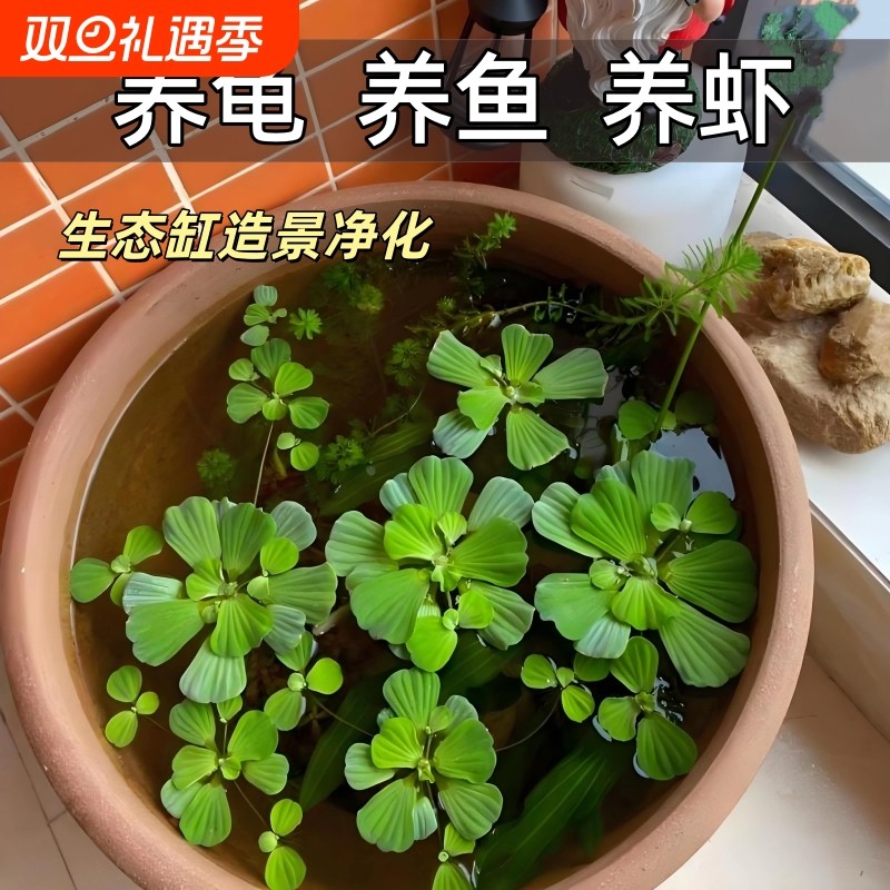 水芙蓉浮萍水草鱼缸造景装饰养鱼养龟活体植物漂浮真水草净化水质