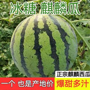 头茬麒麟西瓜水果新鲜美都西瓜8424薄皮脆甜可口现摘包邮有籽无籽