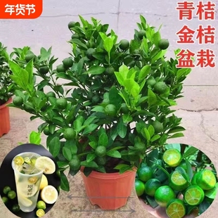 四季桔金桔年桔盆栽年橘子年宵花卉带果客厅植物绿植庭院大盆结果