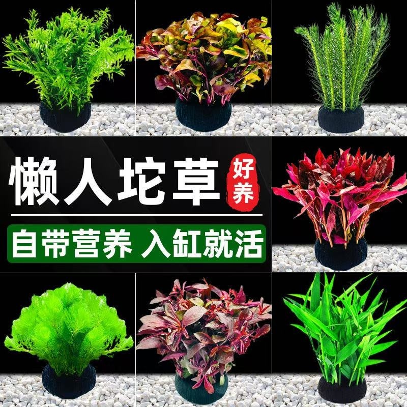水屿鱼水草坨草鱼缸植物增氧阴性培绿植新手懒人造景底砂套餐好养