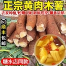 广西黄心木薯新鲜现挖特产农家当季 黄肉面包板栗红薯糖水店番薯
