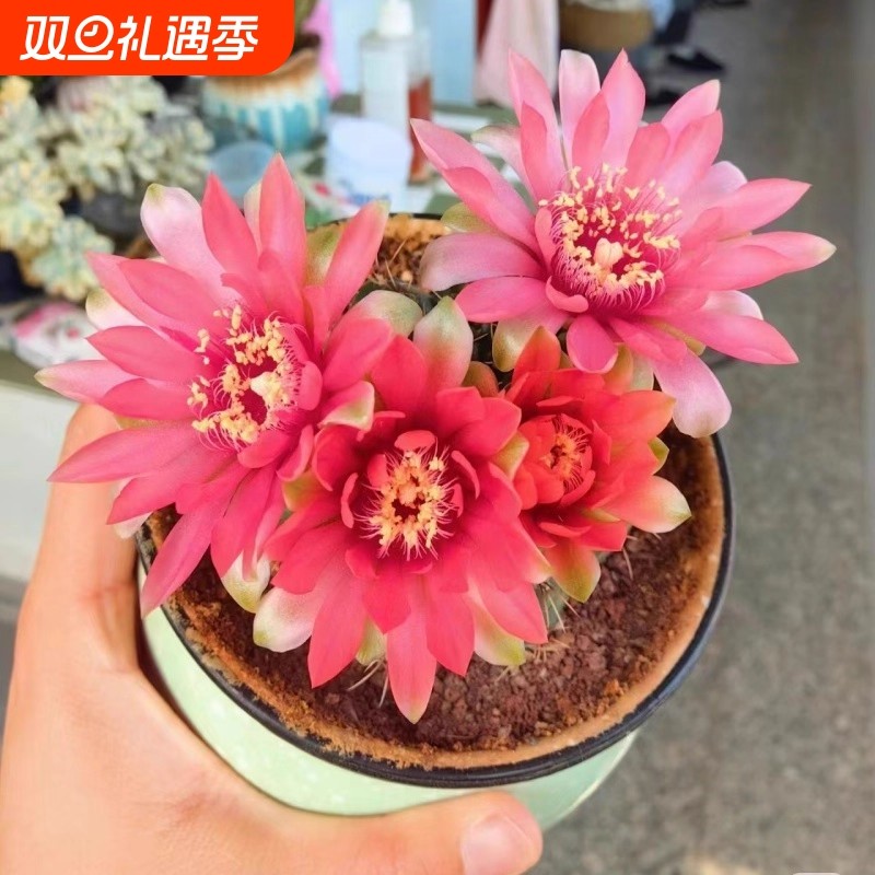 绯花玉仙人球龙王大花彩草办公室内电脑桌面小盆栽会开花的仙人球