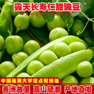 露天长寿仁新鲜带壳豌豆青豆角长寿豆粒现摘农家水果甜豆荚嫩云南