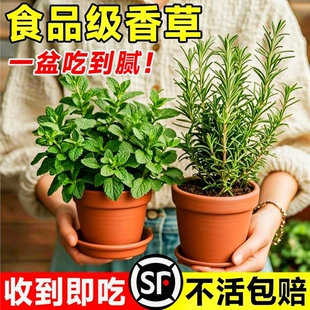 薄荷迷迭香盆栽可食用薄荷叶绿植室内桌面四季好养小苗驱蚊饮品