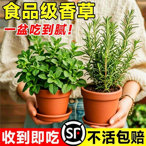 薄荷迷迭香盆栽可食用薄荷叶绿植室内桌面四季好养小苗驱蚊牛排