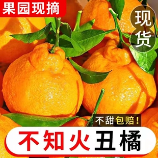 新鲜孕妇水果柑橘子橙子桔子耙耙柑粑粑柑 正宗四川不知火丑橘应季