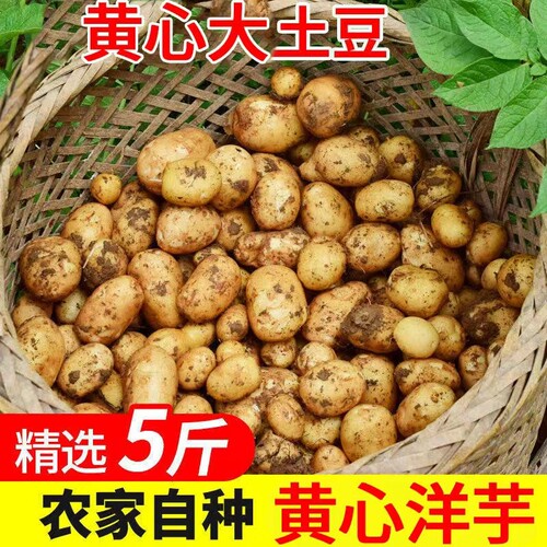 云南小土豆新鲜迷你小土豆