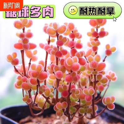 密叶糖球枝干番杏多肉植物室内稀有花卉小盆栽群生老桩造型桩阳台
