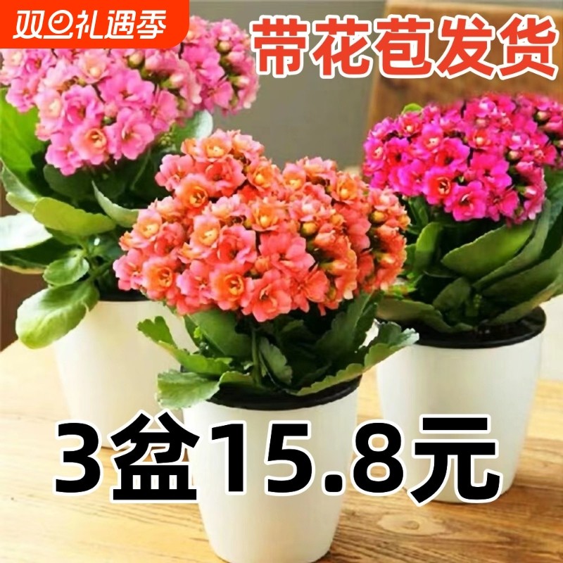 长寿花盆栽带花苞金狐狸四季开大花易活好养室内绿植花卉多肉植物