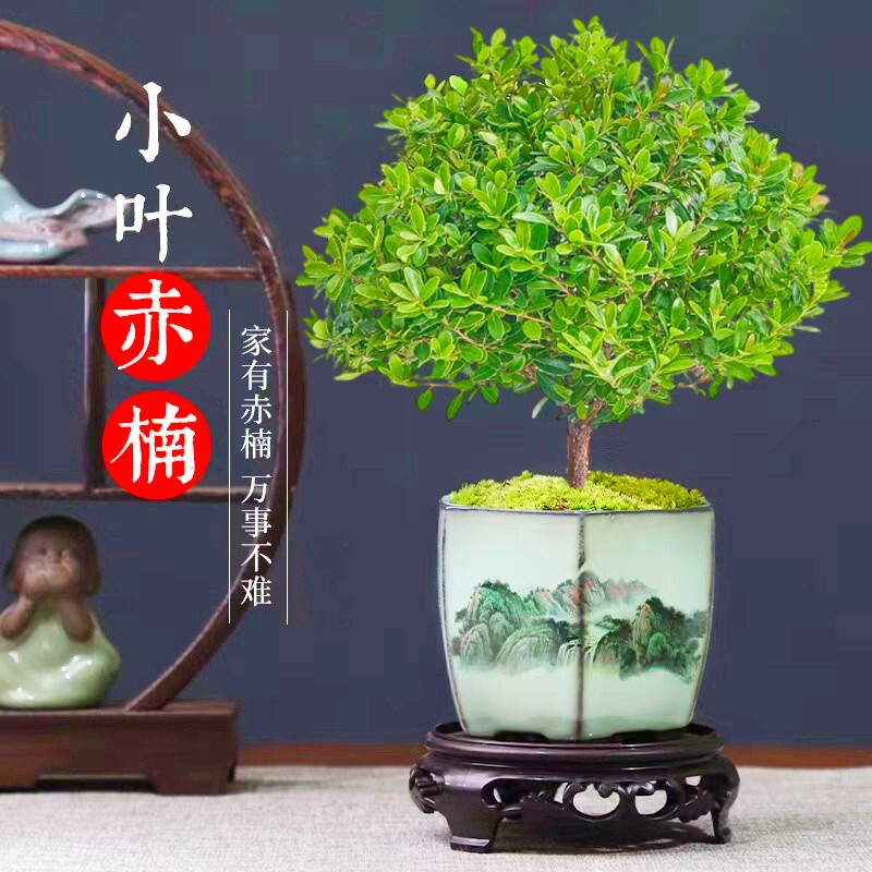 室内老桩盆景苗植物金丝楠木小叶赤楠桌面小盆栽四季好养客厅造景
