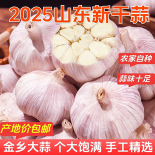 山东蒜紫皮白大蒜头干蒜批发2025年新蒜头农家蒜头干大蒜新鲜紫蒜