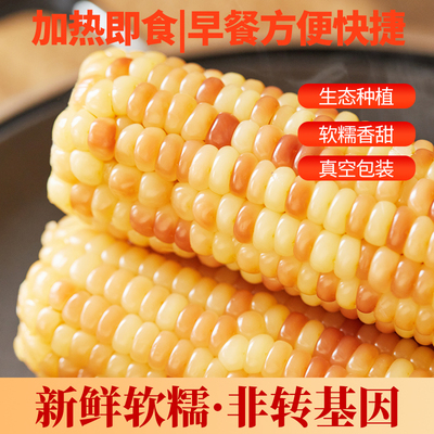 云南西双版纳香糯小玉米新鲜花糯甜糯玉米棒真空开袋即食早餐